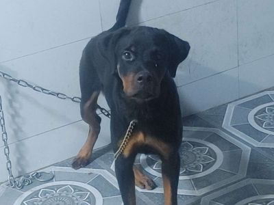 HG.Róc Cái 4 Tháng. Mua bán Chó tại Huyện Châu Thành A Hậu Giang được đăng bởi Nhân Rottweiler 