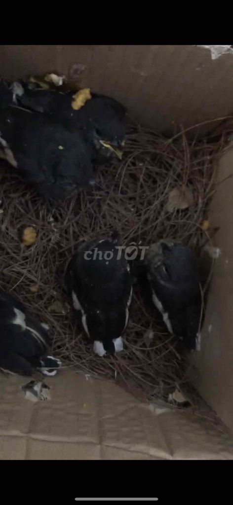 Chim Chích than non Đen trắng. Mua bán Chim tại Huyện Phú Xuyên Hà Nội được đăng bởi bảo khang hình 1