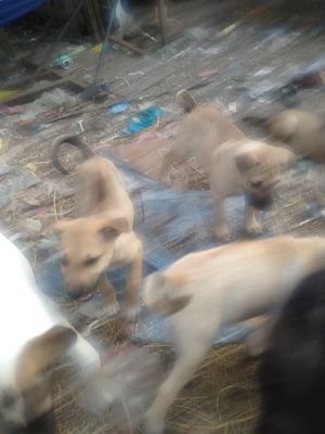 Chó Lai Bec Đức 4kg