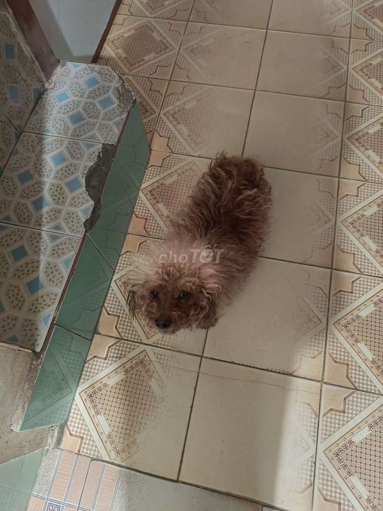 Chó Poodle đã tiêm phòng. Mua bán Chó tại Huyện Hải Hậu Nam Định được đăng bởi Đạt  hình 1