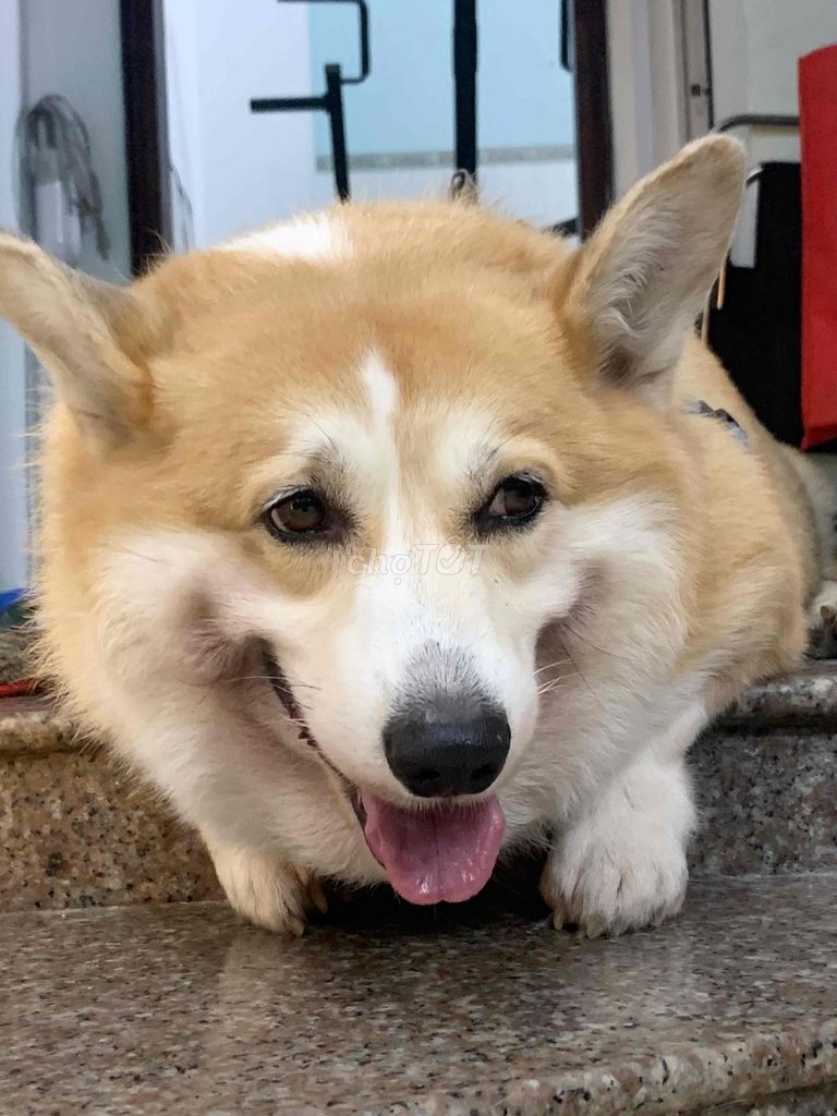 Chó Corgi 30kg , ú nu , dễ thương. Mua bán Chó tại Quận Tân Bình Tp Hồ Chí Minh được đăng bởi Long Huấn Luyện Viên hình 1