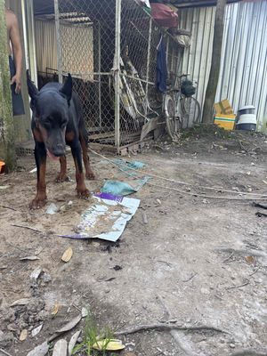 Doberman có giấy đầy đủ. Mua bán Chó tại Thành phố Ngã Bảy Hậu Giang được đăng bởi KhangNguyen