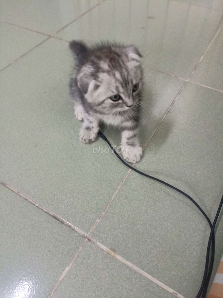 Mèo tai cụp lai đực và mèo anh lông ngắn cái. Mua bán Mèo tại Quận Bình Thạnh Tp Hồ Chí Minh được đăng bởi Thien Nguyen hình 1