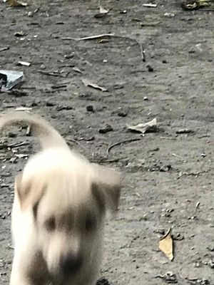 Labrador lai muốn gl. Mua bán Chó tại Huyện Bình Chánh Tp Hồ Chí Minh được đăng bởi sơn Nguyễn