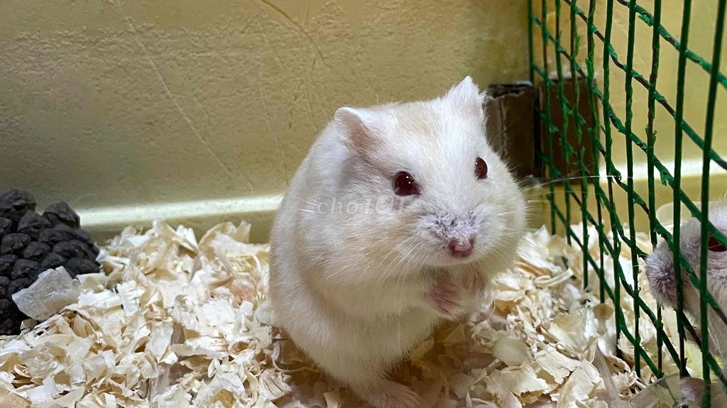 chuột hamster. Mua bán Thú cưng khác tại Quận 8 Tp Hồ Chí Minh được đăng bởi Ngoc Quynh hình 1