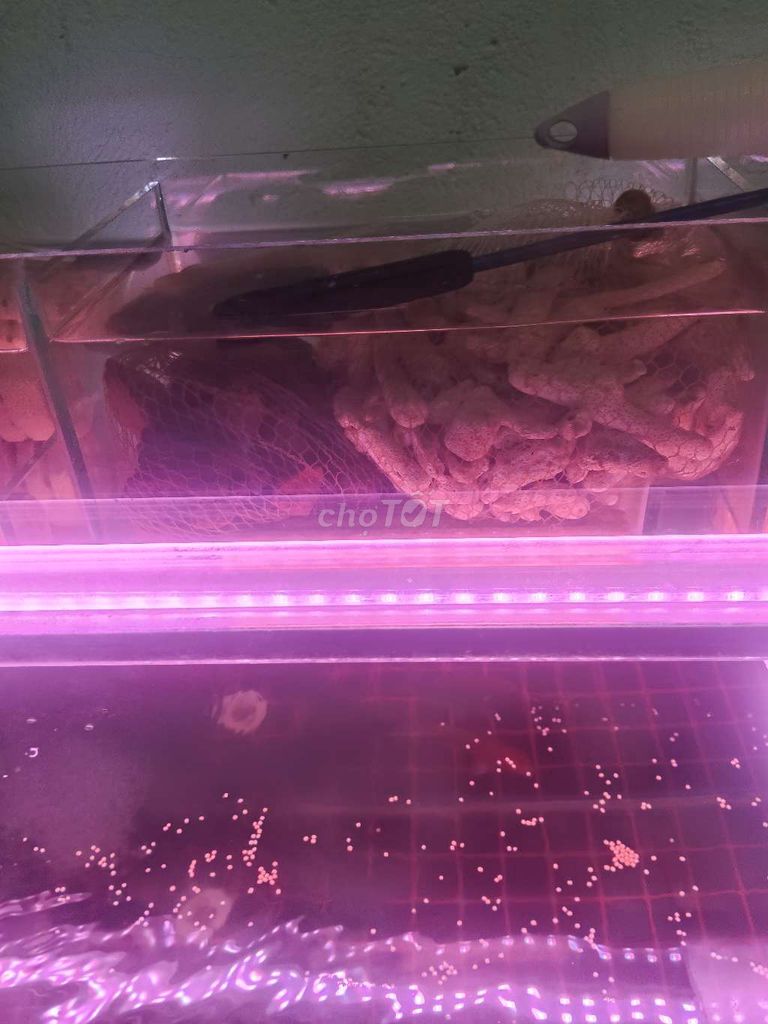 Hồ cá 400x1200 Lọc tràn trên. Mua bán Phụ kiện, Thức ăn, Dịch vụ tại Huyện Nhà Bè Tp Hồ Chí Minh được đăng bởi trần thanh tâm hình 1