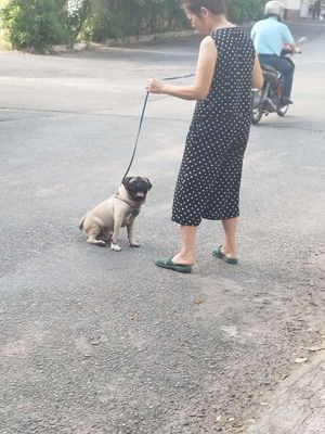 Pug 8 tháng tuổi bán hoặc giao lưu phốc, chihuahua. Mua bán Chó tại Thành phố Biên Hòa Đồng Nai được đăng bởi minh duc