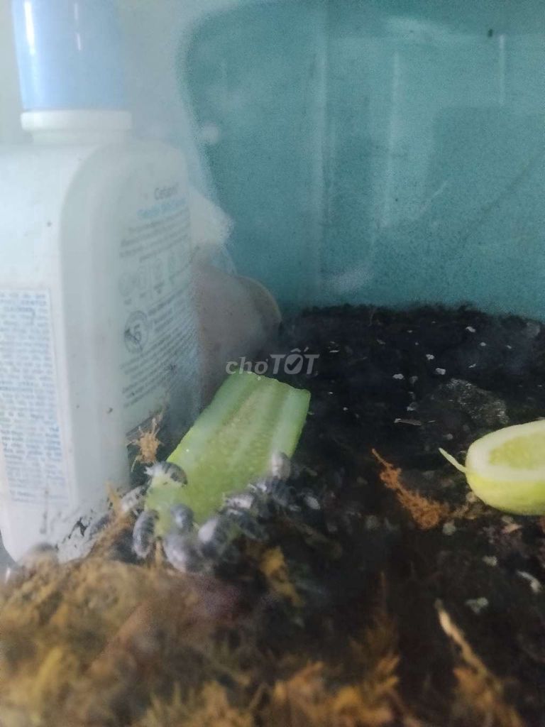 Isopod dễ chăm sóc. Mua bán Thú cưng khác tại Quận 4 Tp Hồ Chí Minh được đăng bởi Tuan Dat hình 1