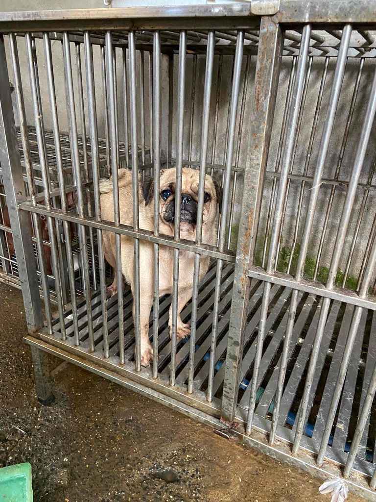 pug cái chân lùn đuôi xoắn tìm chủ có bớt. Mua bán Chó tại Quận 12 Tp Hồ Chí Minh được đăng bởi Trần Huy Bảo hình 1
