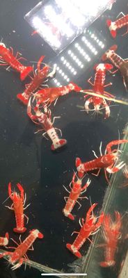 Tôm cảnh Ghost Nâu 4-5 cm