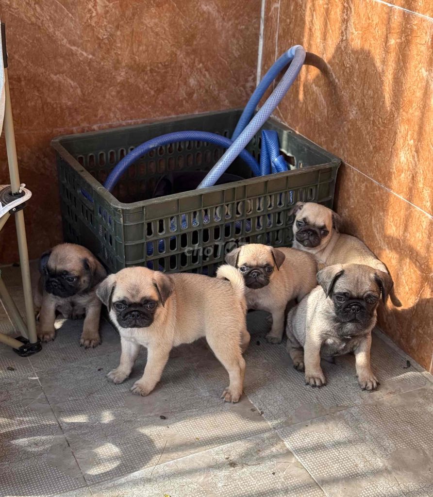 pug mặt xệ tại 22 nhơn hoà 9. Mua bán Chó tại Quận Cẩm Lệ Đà Nẵng được đăng bởi Anh Pet Shop hình 1