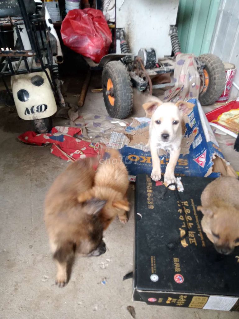 Chó con nhiều màu. Mua bán Chó tại Thành phố Vũng Tàu Bà Rịa - Vũng Tàu được đăng bởi Trần Thị Lan hình 1