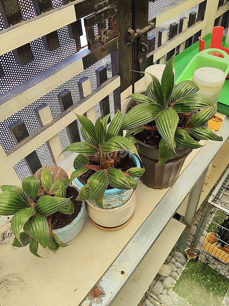 Dừa bonsai mini dễ chăm sóc. Mua bán Cây cảnh, đồ trang trí tại Huyện Hóc Môn Tp Hồ Chí Minh được đăng bởi Phước  hình 1