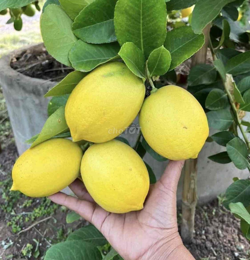 Cây giống Chanh Mỹ. Mua bán Đồ chuyên dụng, Giống nuôi trồng tại Huyện Cái Bè Tiền Giang được đăng bởi Võ Minh Luân hình 1