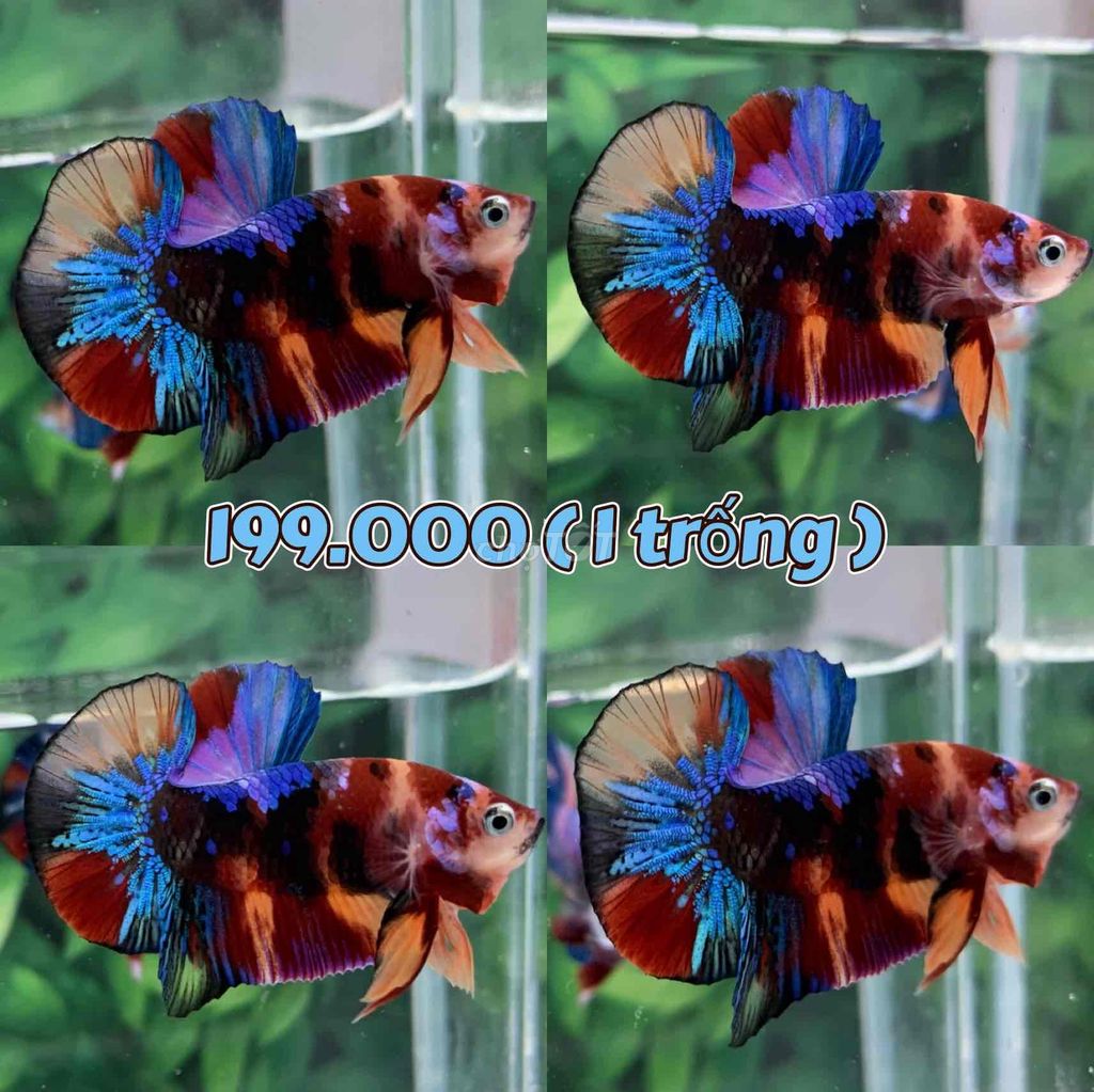 cá Betta Koi Multicolor Tặng mái đẹp