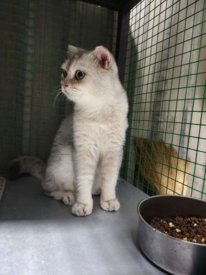 Mèo tai cụp cái đã đẻ 3 lứa
