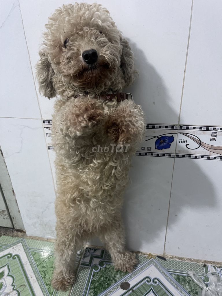 Poodle tiny, vàng sữa, 1 năm rưỡi