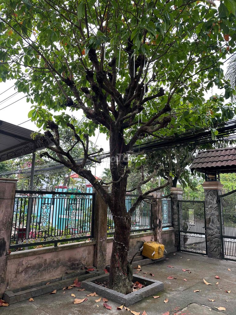 Cây cảnh Lộc vừng hoa Đỏ Cổ thụ. Mua bán Cây cảnh, đồ trang trí tại Huyện Củ Chi Tp Hồ Chí Minh được đăng bởi anh da đen hình 1