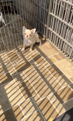 Chihuahua đực lông dài đã tiêm ngừa đủ