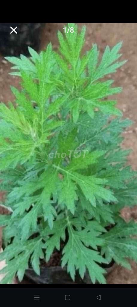 Ngải cứu Châu Âu xanh 10 cây giống. Mua bán Cây cảnh, đồ trang trí tại Huyện Châu Thành Sóc Trăng được đăng bởi NHAKINHDOANH hình 1