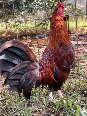 cuban sweatet. Mua bán Gà tại Huyện Trảng Bom Đồng Nai được đăng bởi gà đá tiền  