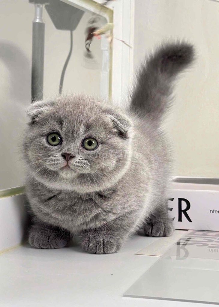 Mèo anh lông ngắn xám xanh tai cụp. Mua bán Mèo tại Quận Bình Thạnh Tp Hồ Chí Minh được đăng bởi Như Ý hình 1