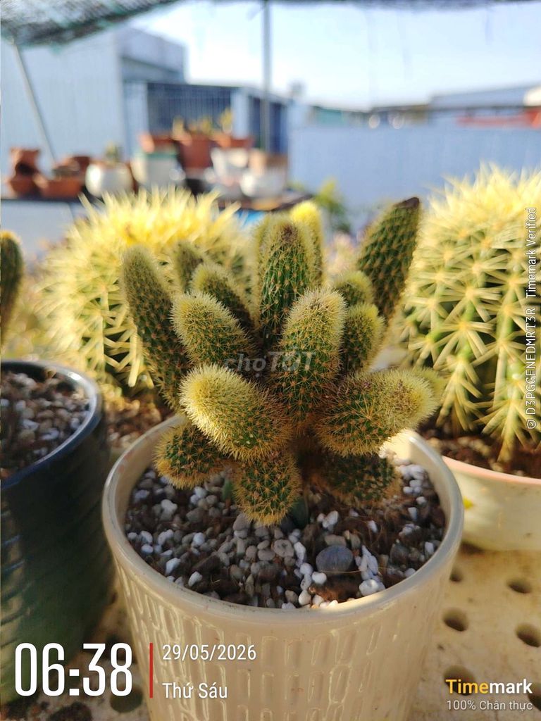 Cây cảnh Xương rồng đuôi khỉ. Mua bán Cây cảnh, đồ trang trí tại Quận Cẩm Lệ Đà Nẵng được đăng bởi Hoàng T N Phương  hình 1