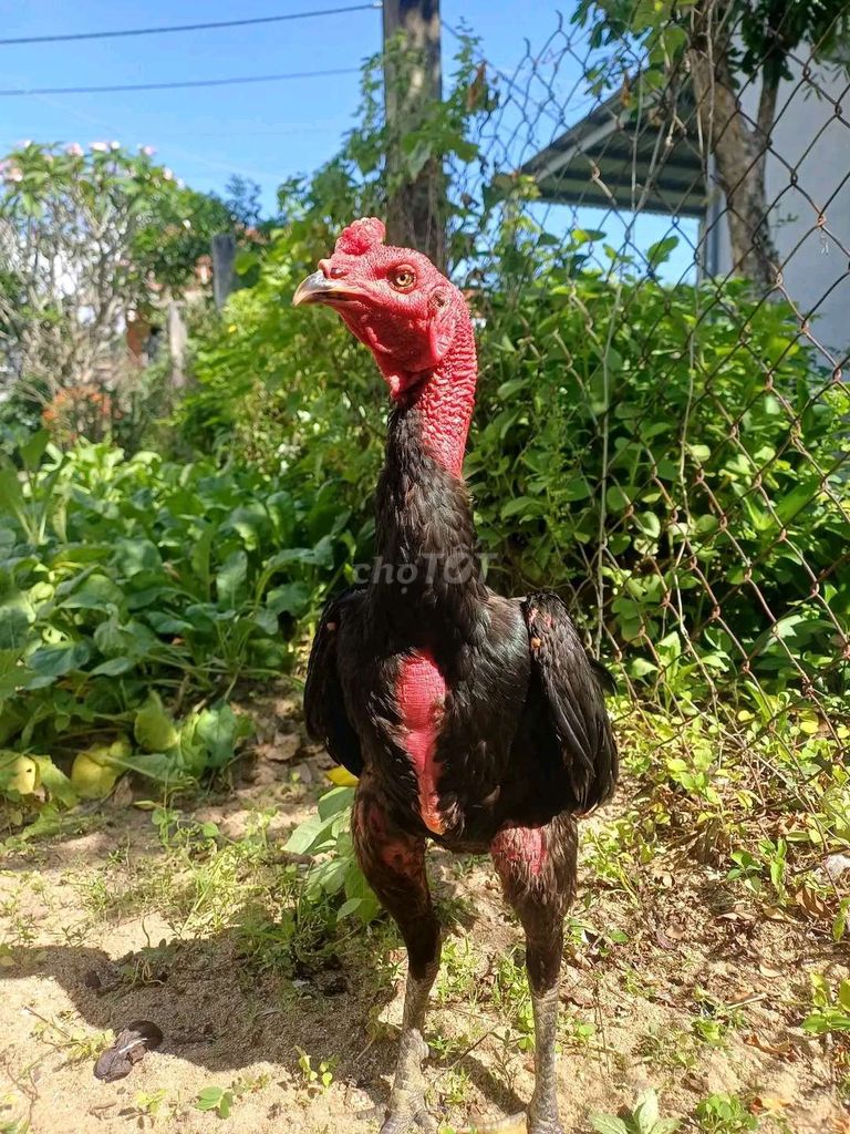 Gà chọi Ô tía 3kg chân Xanh. Mua bán Gà tại Thành phố Tuy Hòa Phú Yên được đăng bởi Huỳnh Thanh Phong  hình 1