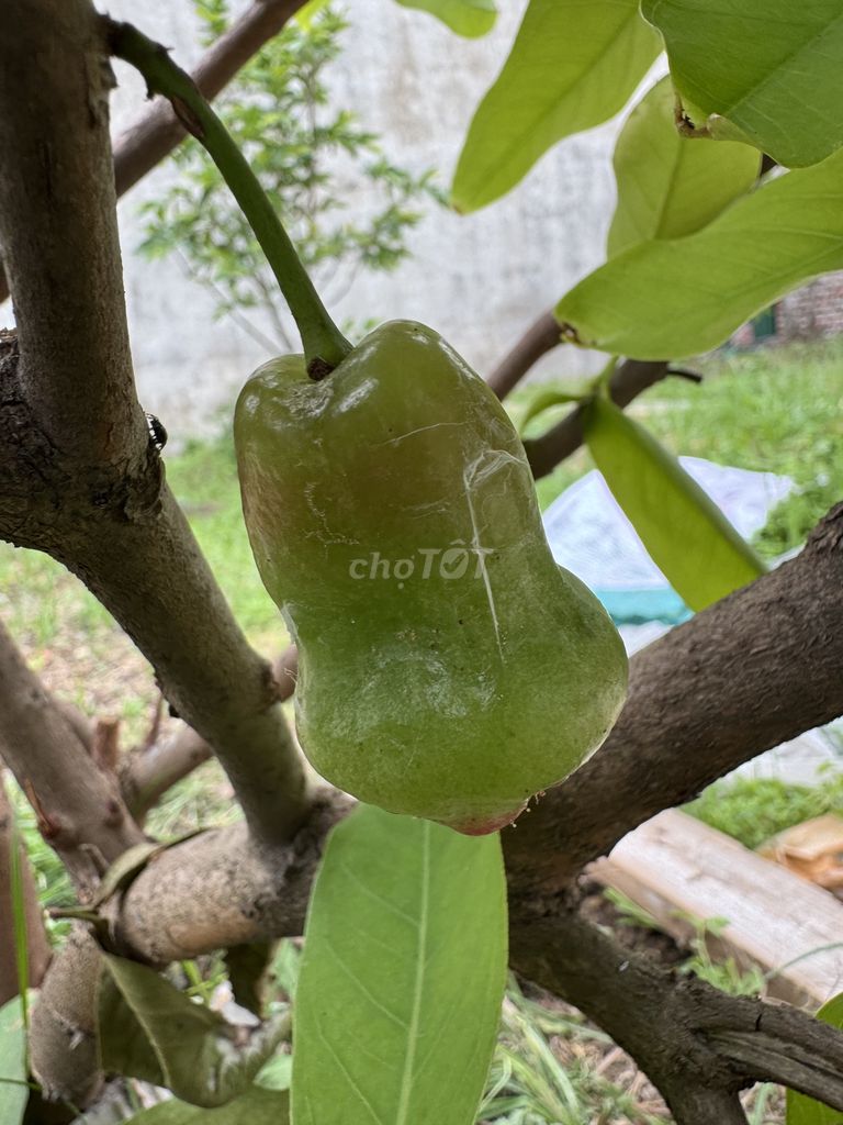 Mận An Phước ( roi đỏ ) cây choai đên cây lớn