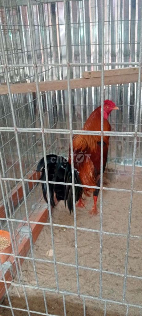 Gà chọi Đực Nâu đỏ. Mua bán Gà tại Huyện Mỏ Cày Nam Bến Tre được đăng bởi Bảo Bến Tre hình 1