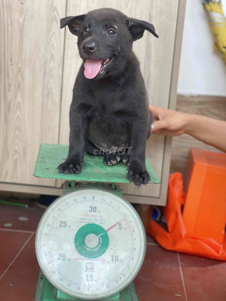 Chó Mông Cộc Đen. Mua bán Chó tại Huyện Thạch Thất Hà Nội được đăng bởi âm thanh mạnh trường hình 1