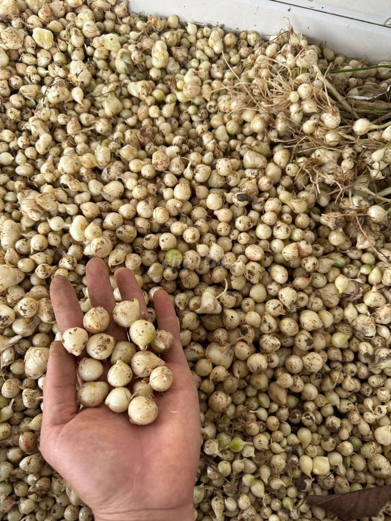 Hành tăm Trắng 1kg. Mua bán Đồ ăn, thực phẩm và các loại khác tại Huyện Đô Lương Nghệ An được đăng bởi Nguyễn Trần Long Anh hình 1