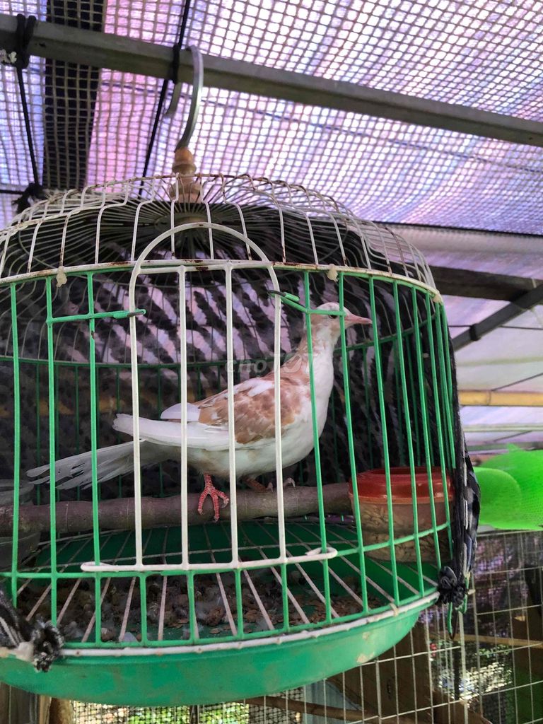 Chim Cu Thái Trống Khỏe mạnh. Mua bán Chim tại Quận 12 Tp Hồ Chí Minh được đăng bởi gà việt hình 1