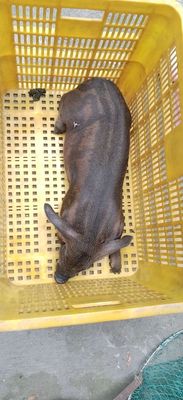 Heo con giống lai sọc dưa nặng 8kg _10kg. Mua bán Thú cưng khác tại Thành phố Thủ Đức Tp Hồ Chí Minh được đăng bởi Huỳnh Hữu Nhơn