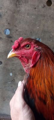 Dieu vang chân xanh.. Mua bán Gà tại Huyện Tịnh Biên An Giang được đăng bởi A kiet