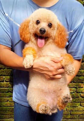 poodle, fox hưu
