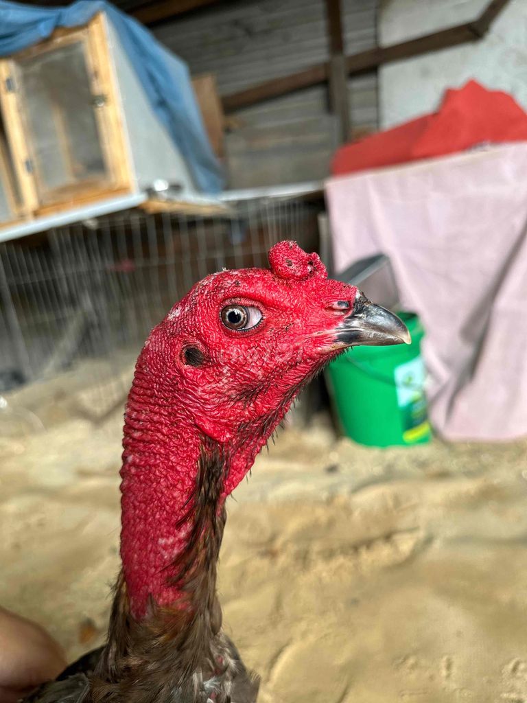 Gà đòn  xám mắt ếch. Mua bán Gà tại Quận 12 Tp Hồ Chí Minh được đăng bởi soffa sg hình 1