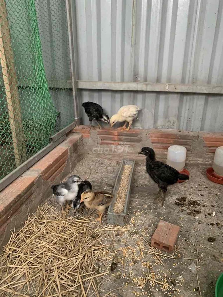6 con gà tre lai chiến. Mua bán Gà tại Quận Thanh Xuân Hà Nội được đăng bởi Đuc Phuc hình 1