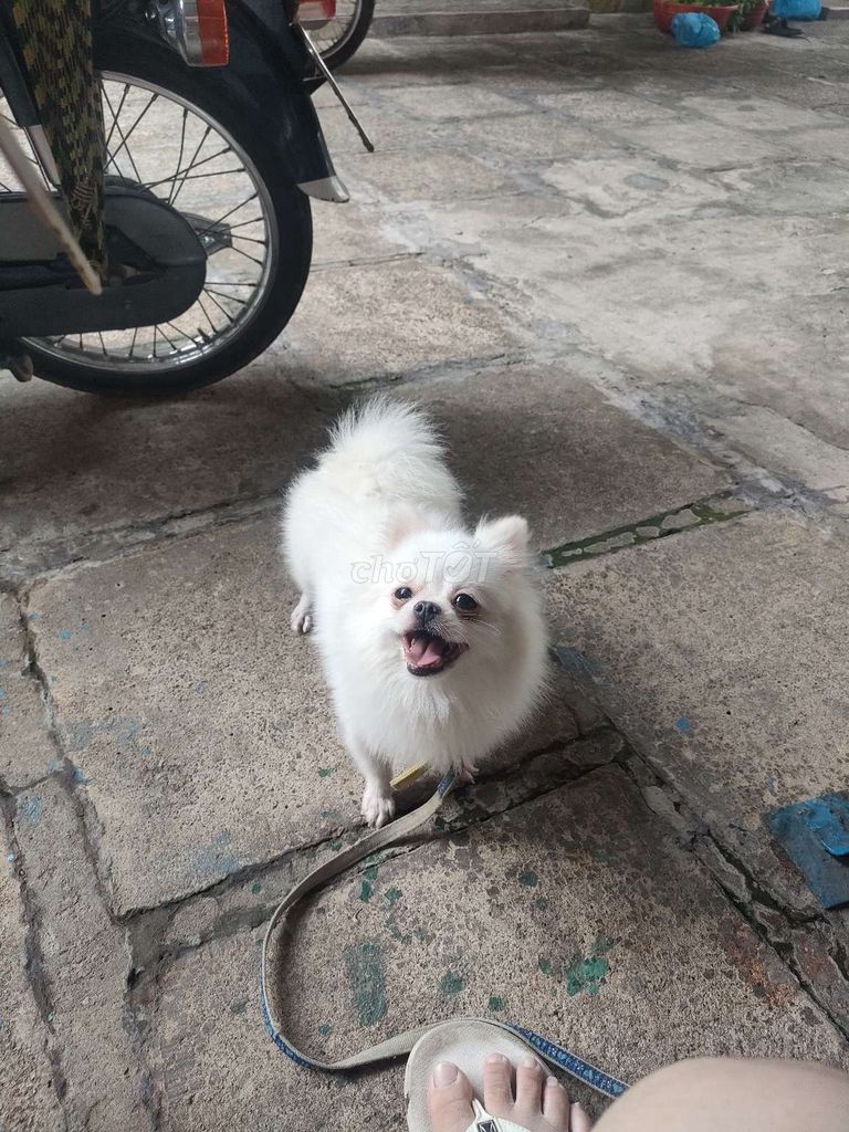 Chó Fox Sóc trắng đực 14 tháng. Mua bán Chó tại Thành phố Thủ Đức Tp Hồ Chí Minh được đăng bởi Tài Mon hình 1