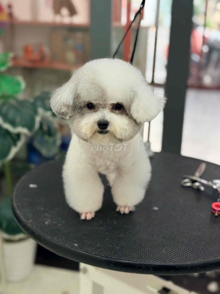 Chó Poodle Tiny Teacup đực 2 tuổi. Mua bán Chó tại Quận Tân Bình Tp Hồ Chí Minh được đăng bởi Tran ngoc lan anh hình 1