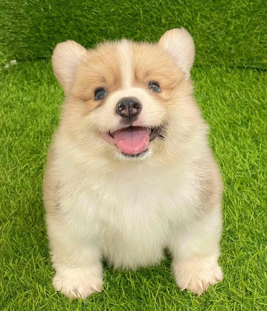 Chó Corgi Trắng Nâu Đã tiêm phòng. Mua bán Chó tại Huyện Thanh Trì Hà Nội được đăng bởi Nguyễn Longg hình 1