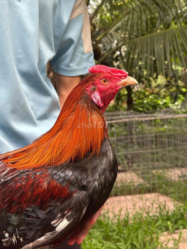 điều mỹ 3kg3 chạng 3kg5 chây bươi. Mua bán Gà tại Huyện Chợ Gạo Tiền Giang được đăng bởi Nguyễn Trung hình 1