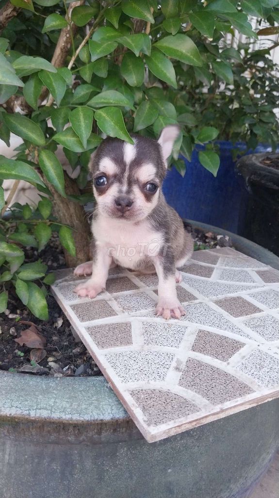 Chihuahua màu xám husky