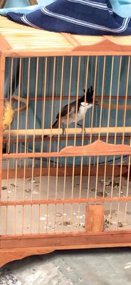 Mào bổi gấu chó. Mua bán Chim tại Thành phố Thủ Đức Tp Hồ Chí Minh được đăng bởi Vĩnh Tường