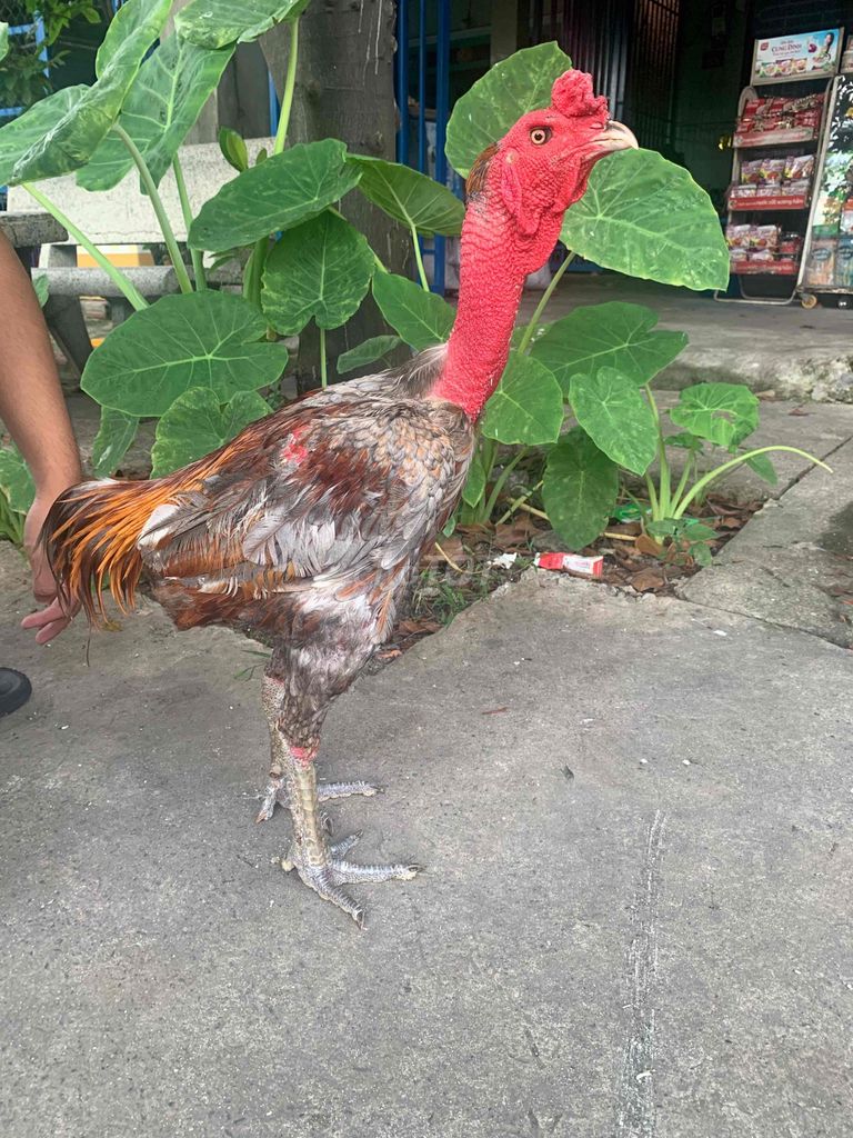 Gà đòn. Mua bán Gà tại Thành phố Thủ Dầu Một Bình Dương được đăng bởi Huỳnh Hoàng Anh hình 1