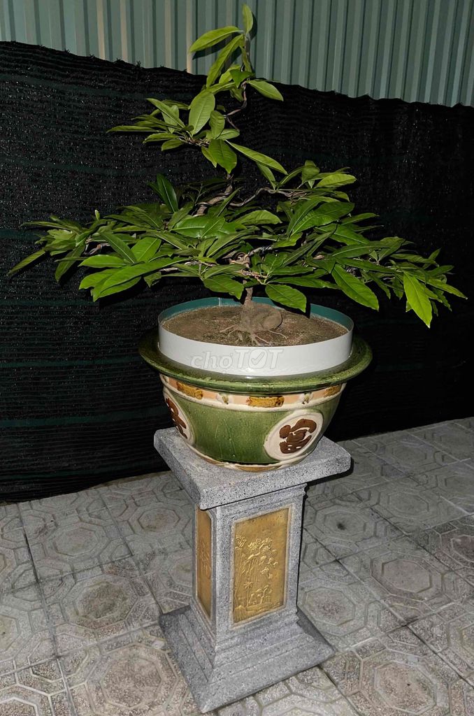 Mai vàng Huế rin giá vài triệu. Mua bán Cây cảnh, đồ trang trí tại Thành phố Huế Thừa Thiên Huế được đăng bởi Hoàng Kin hình 1