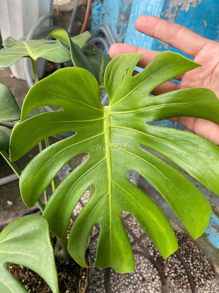 Cây cảnh Deli Xanh lá. Mua bán Cây cảnh, đồ trang trí tại Huyện Nhơn Trạch Đồng Nai được đăng bởi Cường hình 1