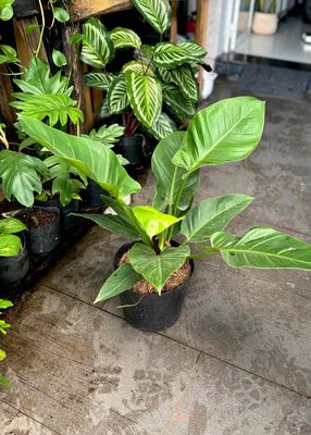 𝐃𝐎̣𝐍 𝐕𝐔̛𝐎̛̀𝐍 𝐒𝐀𝐋𝐄 𝐂𝐀̂𝐘. Mua bán Cây cảnh, đồ trang trí tại Thành phố Thủ Đức Tp Hồ Chí Minh được đăng bởi Bích Ngọc