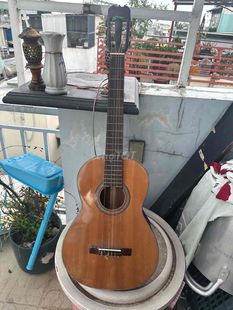 Đàn guitar gỗ âm thanh vang đứt dây. Mua bán Nhạc cụ tại Quận Gò Vấp Tp Hồ Chí Minh được đăng bởi Thiên hình 1