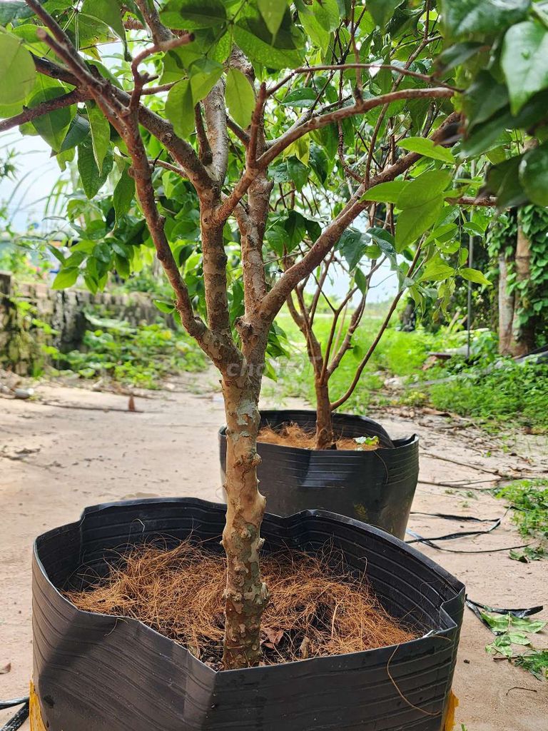 Nho thân gỗ tứ quý . Mua bán Cây cảnh, đồ trang trí tại Huyện Dầu Tiếng Bình Dương được đăng bởi Toan Phan hình 1